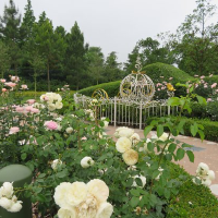 Magical Staycay at Shanghai Disney!