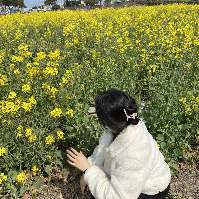 겨울도 이쁜 제주도
