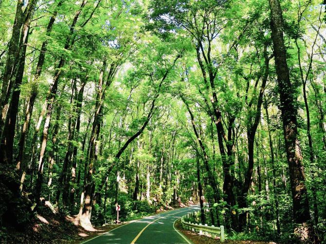 Man-made forest in Bilar, Bohol 