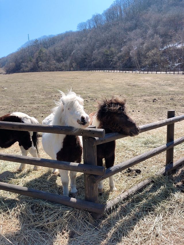 [대관령 여행]🐏하늘목장에서 힐링하기🐏