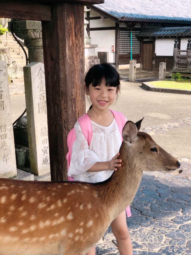 奈良餵食自由自在的鹿兒
