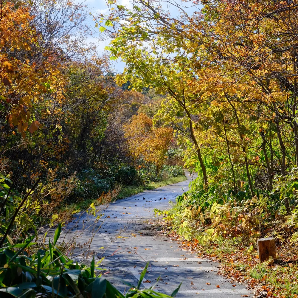 紅葉の利尻島のサイクリングロード