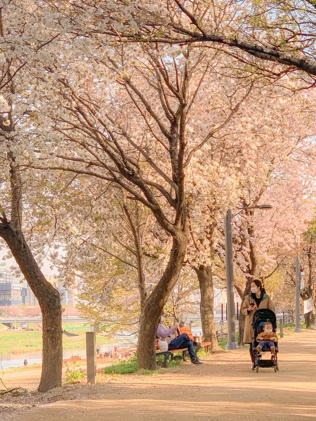 [경기] 서울근교 벚꽃길 명소 안양천🌸