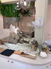 台北松山狐獴餐廳｜Meerkat75 Café - 75度獴 ｜餐點豐富還能和狐獴一起玩