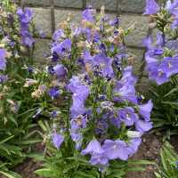 元朗賞花好去處～紫色風信子、彩色雛菊、大紅花、杜鵑花、繡球花等