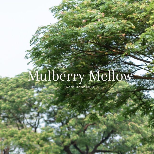 Mulberry Mellow 🌳