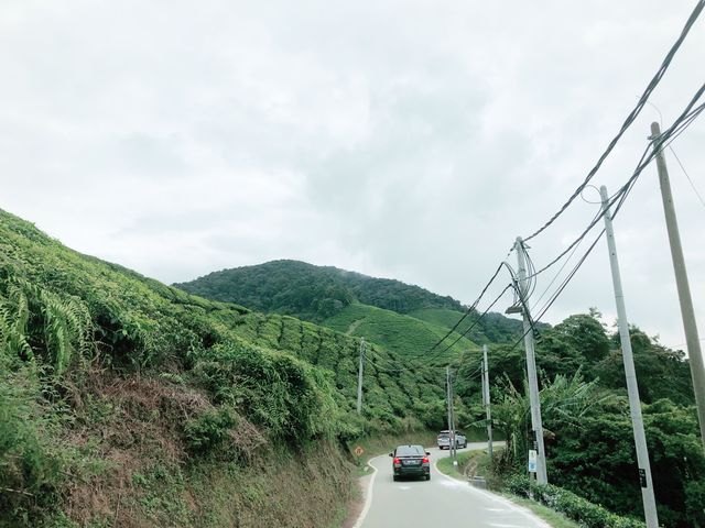 MOSSY FOREST (Cameron Highland)