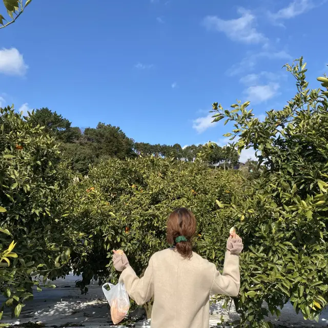 서귀포 달달미깡에서 직접 따보는 감귤체험🧡🍊