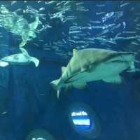 ชมโลกใต้ท้องทะเล ที่ Jeju Aqua Planet 🦈🐠🐙🐡🐟