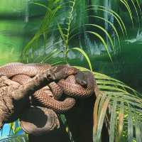 Indore zoo worth one day trip