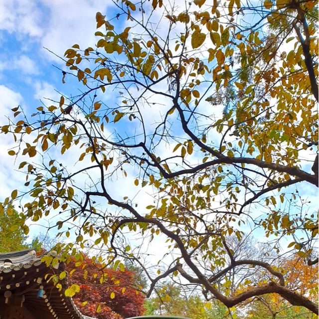 청와대에서 단풍 구경하기🍂🍁