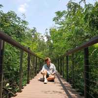 🌳🌼⚘️🌱“ป่าในกรุง”🌱⚘️🌼🌳