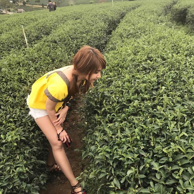ไร่ชาฉุยฟง เชียงราย