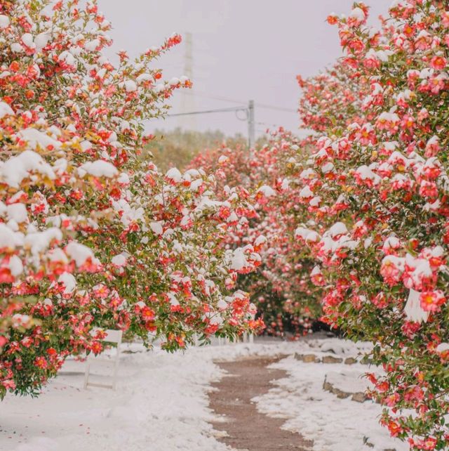🌺눈과 동백의 아름다운 조화 [제주, 휴애리]