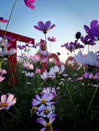 Daisies and Sunsets