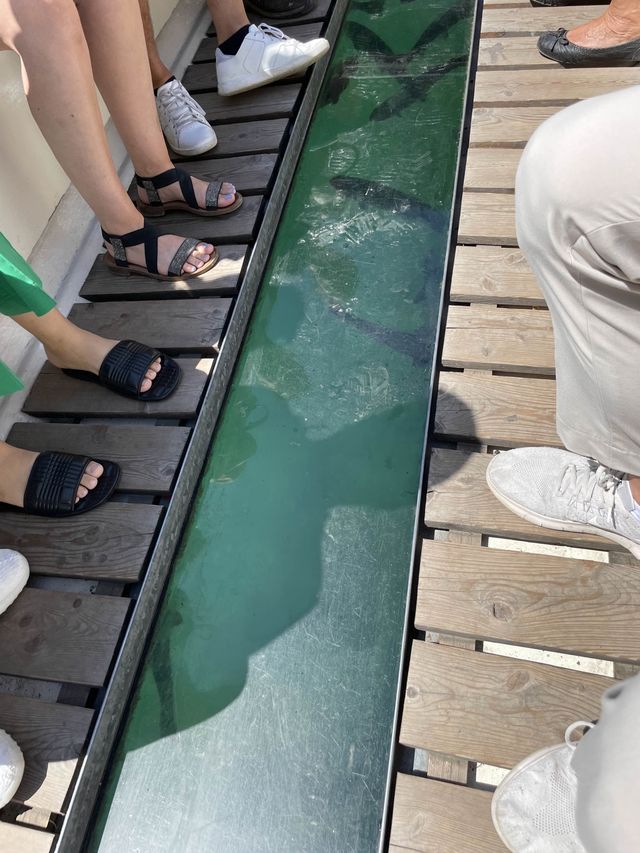 송어가 헤엄치는 호수에서 나룻배타기🚣‍♂️