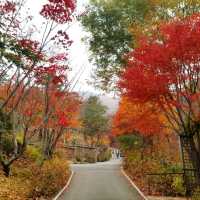 Colours of autumn at Hwadam-sup
