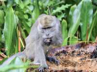 Klias Wetland River Cruise - Borneo, Malaysia