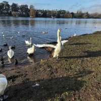#park #nature #swans #familyday