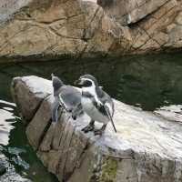 Beautiful moments at Peak Wildlife Park 