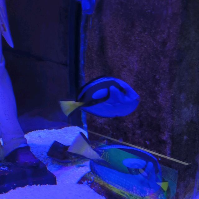 🐬🐳🐡🦈Hefei Auqarium