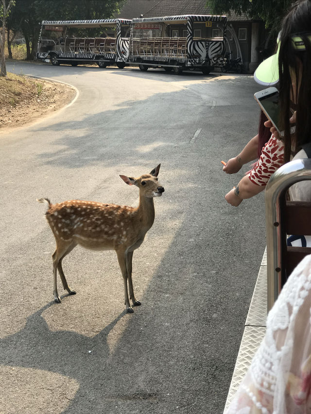 Chiang Mai's best place to take your kids for a walk 📣📣📣 Chiang Mai Night Safari