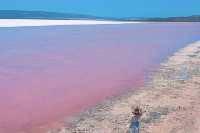 Herten Lake's pinkness