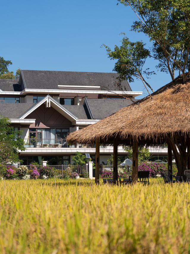 Bali Ubud⁉️ Xishuangbanna Rainforest Hot Spring Hotel is so beautiful.