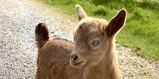 Goat Yoga Nashville- Capitol View (Downtown Nashville, North Gulch) (Nashville) | Capitol View (Downtown Nashville, North Gulch)