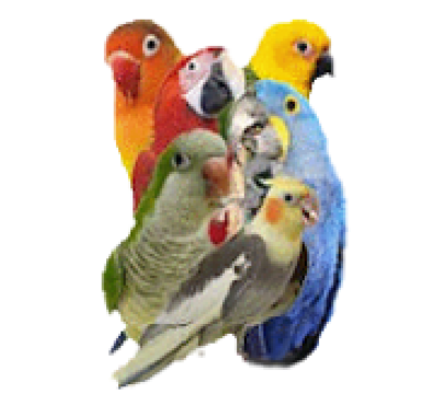 Southeast Exotic Bird Show 2022 | Osceola County Fair