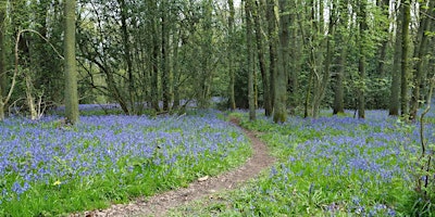 52. Benthall Woods: 3.5 miles - Dog Friendly | Benthall Hall