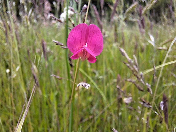 Summer Wildflower and Tree identification workshops at Sheepleas | Shere Road Car Park