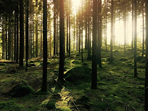 Summer Solstice: Forest Bathing & Aromatherapy Workshop | Lauriston Castle