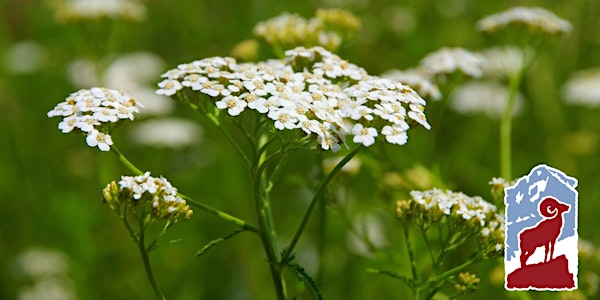 Edible and Medicinal Plants of Rocky Mountain National Park | Estes Park Visitor Center