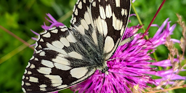 Introduction to Butterflies | Kingcombe Visitor Centre