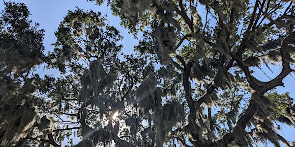 Communi-Trees: Community Tree Care for You | UF/IFAS Extension Hillsborough County