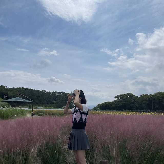 경주 핑크뮬리