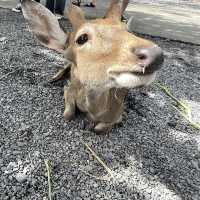 近距離接觸療癒水豚君、梅花鹿！