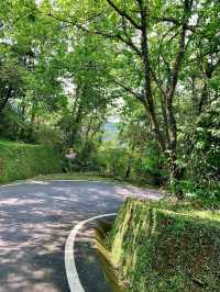 桃園景點東眼山小百岳｜煙霧迷漫充滿仙氣的美景