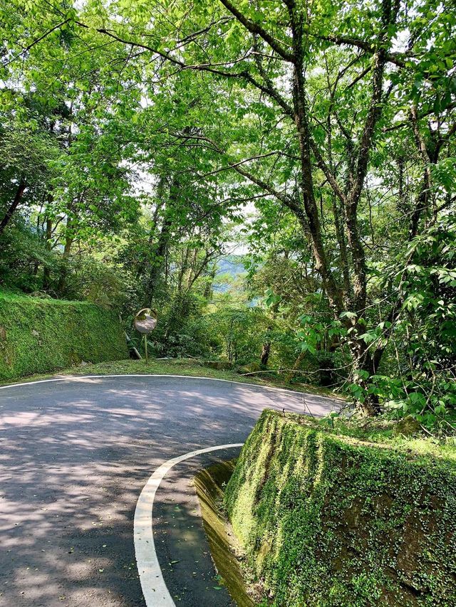 桃園景點東眼山小百岳｜煙霧迷漫充滿仙氣的美景