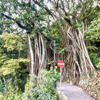 ［山頂盧吉道］- 免費觀景台 🤩