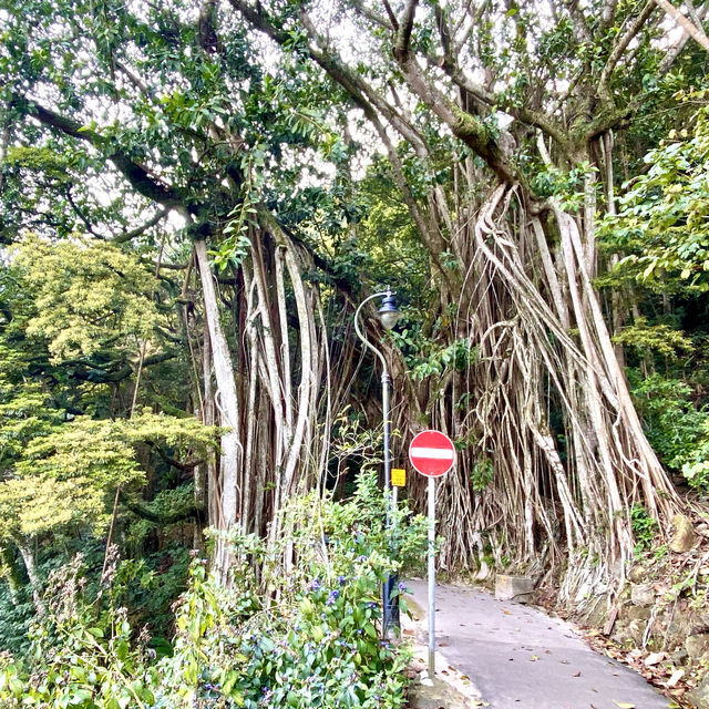 ［山頂盧吉道］- 免費觀景台 🤩