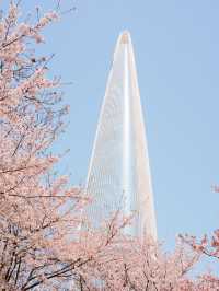 따뜻한 봄에 석촌호수에서 벚꽃산책🌸