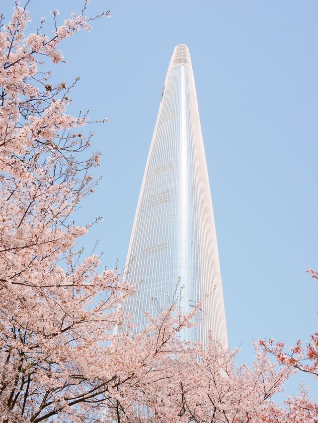 따뜻한 봄에 석촌호수에서 벚꽃산책🌸