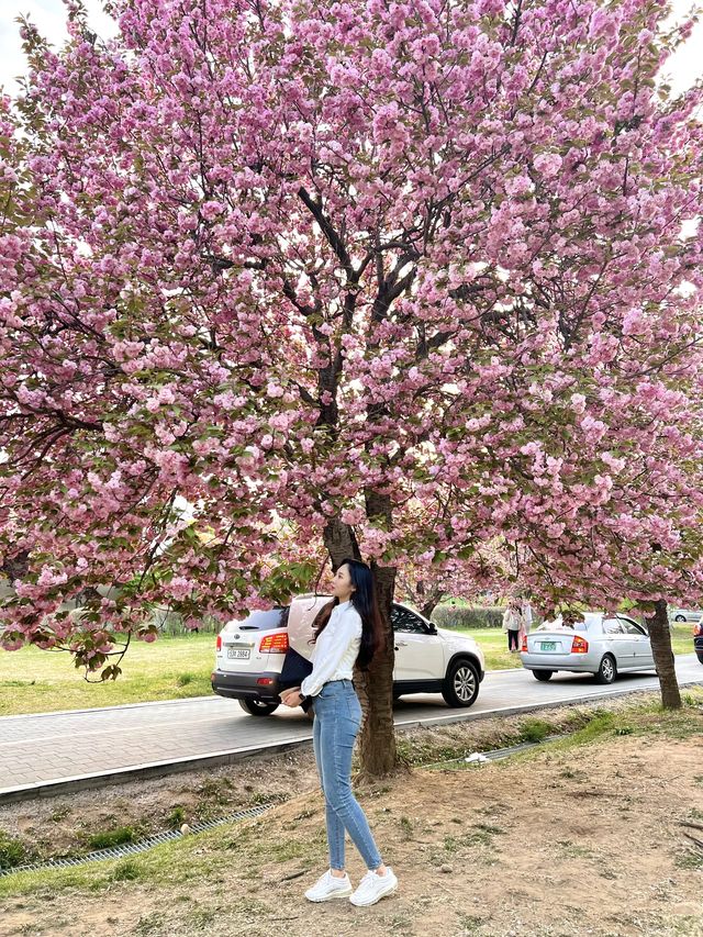 겹벚꽃 피크닉 명소 하남 미사경정공원