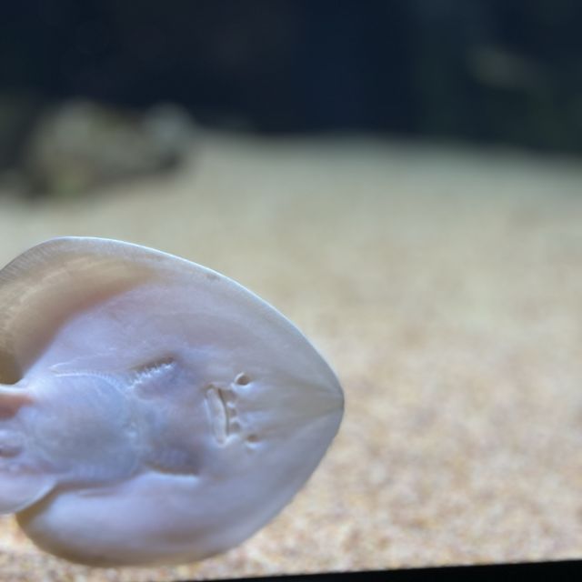 大きすぎず、まわりやすい！ゆっくりできる綺麗な水族館