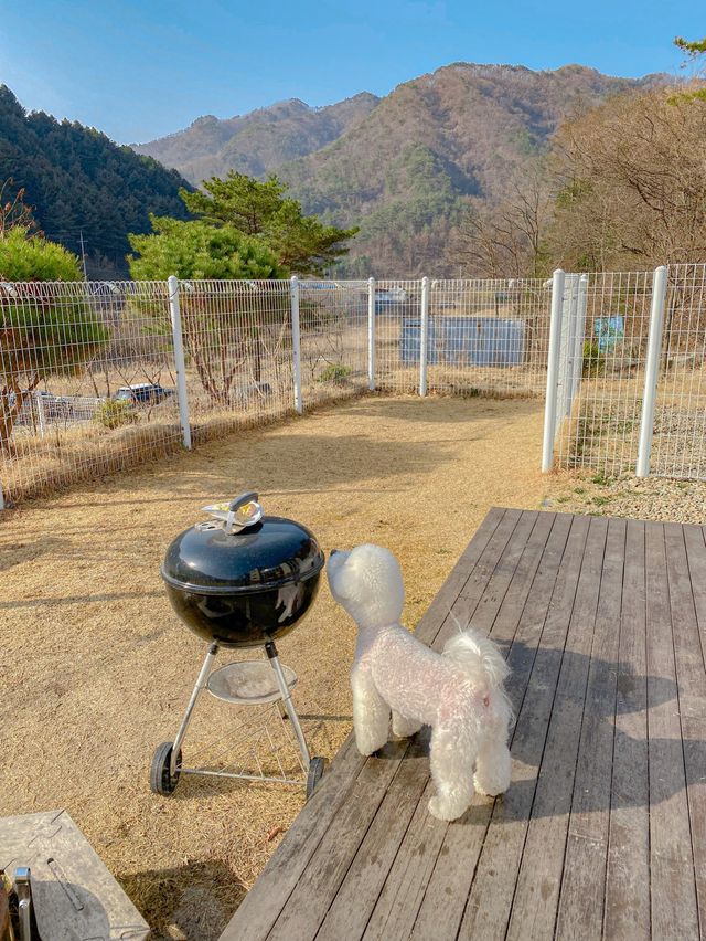 홍천 애견동반숙소 강력추천