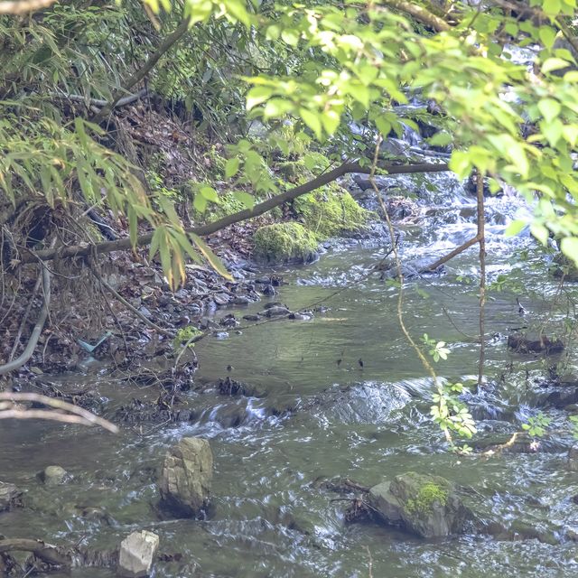 春の裏高尾・景信山登山口までの道中