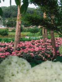 라비앙로즈 꽃 구경 ; 공주 유구색동수국정원 아름다운 수국 천국