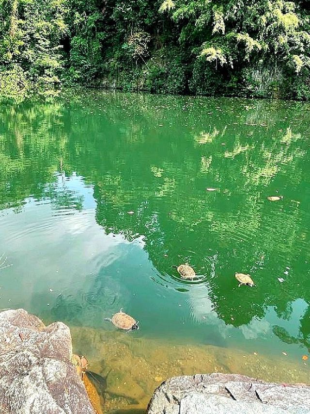 Morning Walk @BukitBatok Nature Park